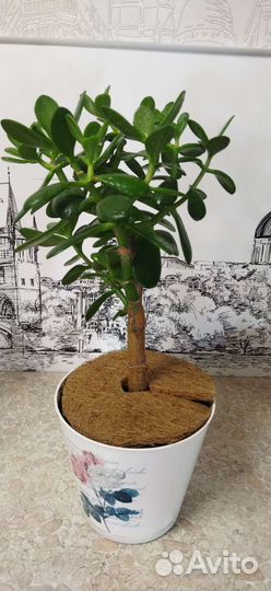 Фикус бенджамина
