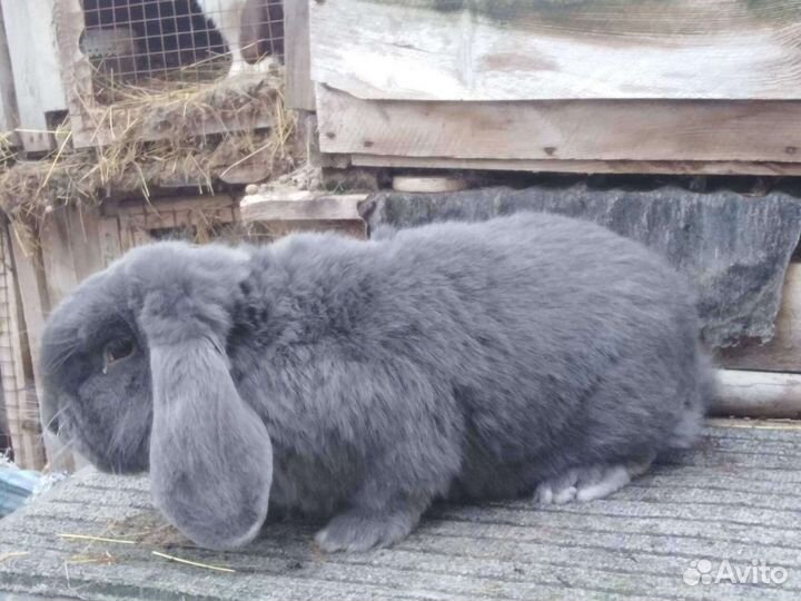 Кролики мясных пород