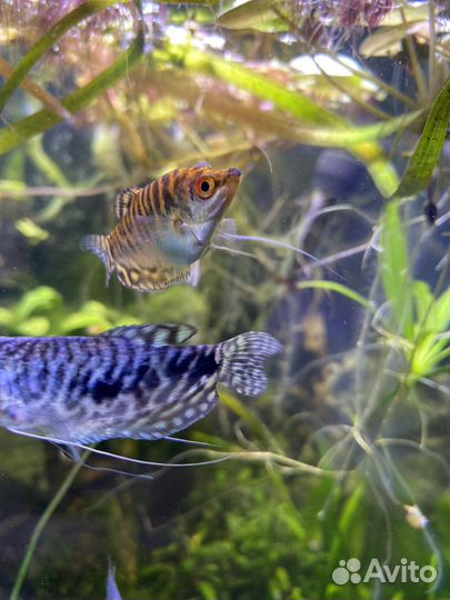 Аквариум на 50 литров