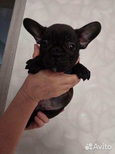 Французский бульдог