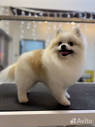 Уход за животными, груминг, стрижка животных