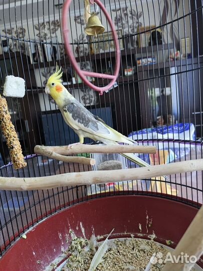 Попугай корелла с клеткой