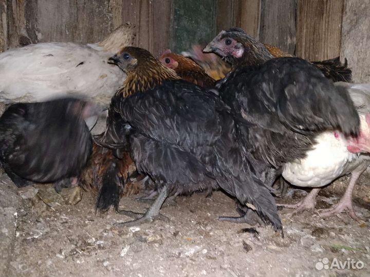 Продам петушков