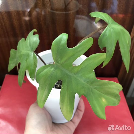 Комнатные растения цветы