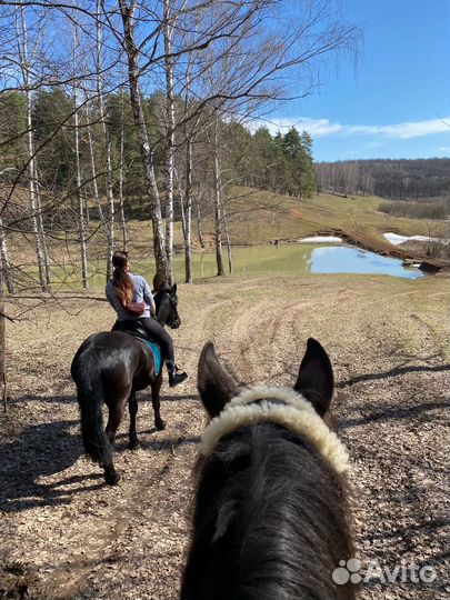 Прокат на лошадях в Нижнем Новгороде Ипподром