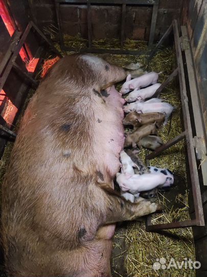 Поросята