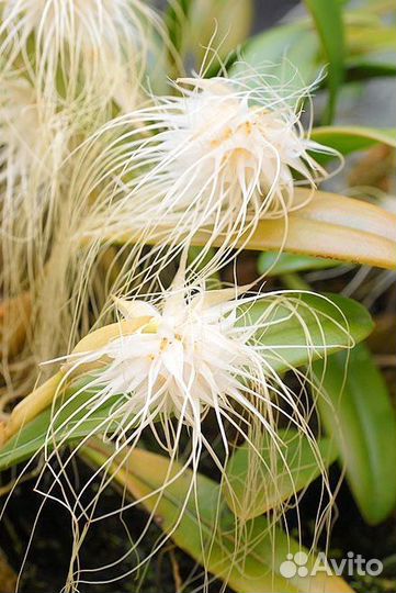 Bulbophyllum medusae