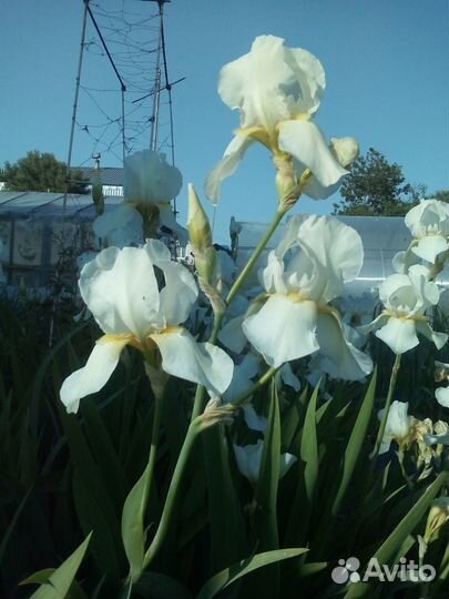 Ирис белый крупный