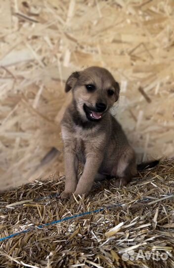 Собака в добрые руки отдам бесплатно