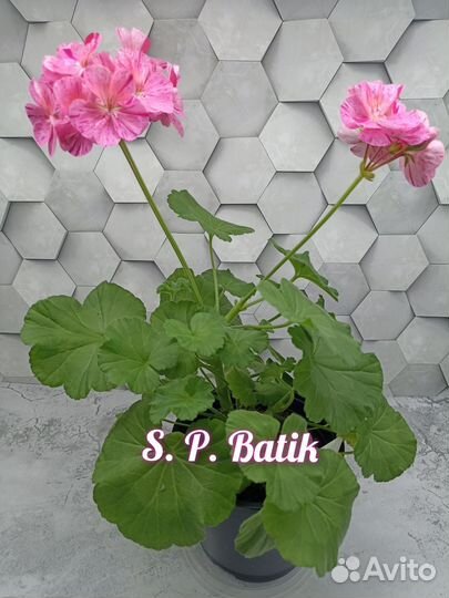 Пеларгония герань сортовая
