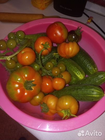 Черри и Балконное чудо рассада помидор томатов