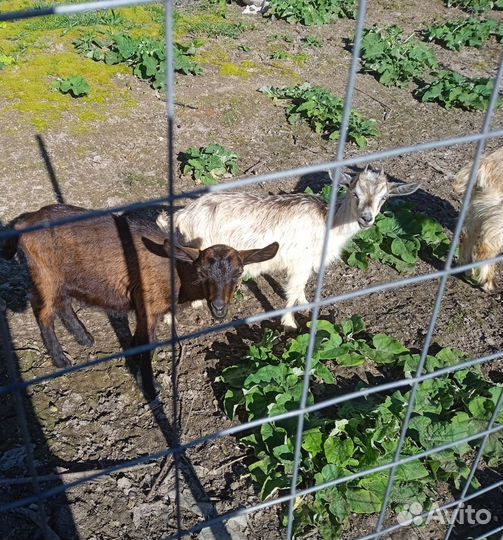 Альпийские козлики