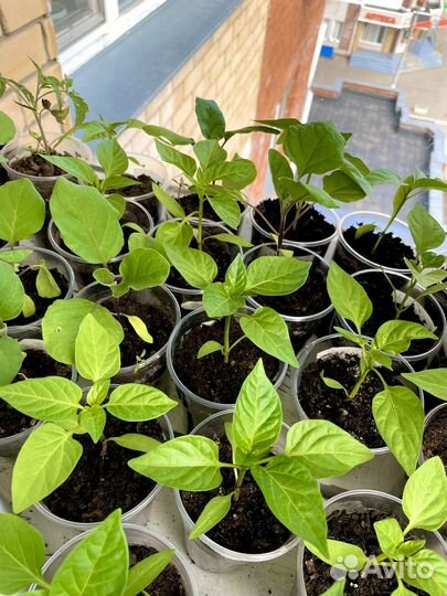 Рассада помидоров, томатов и перцев