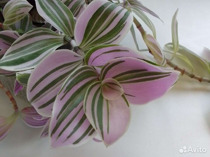 Хлорофитум