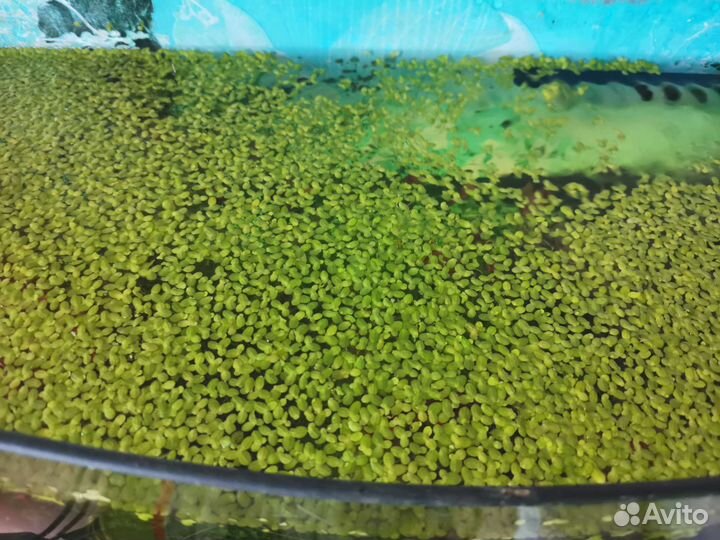 Роголистник для аквариума