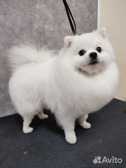 Стрижка собак/стрижка кошек/груминг