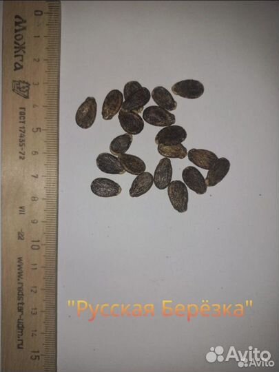 Семена арбуза