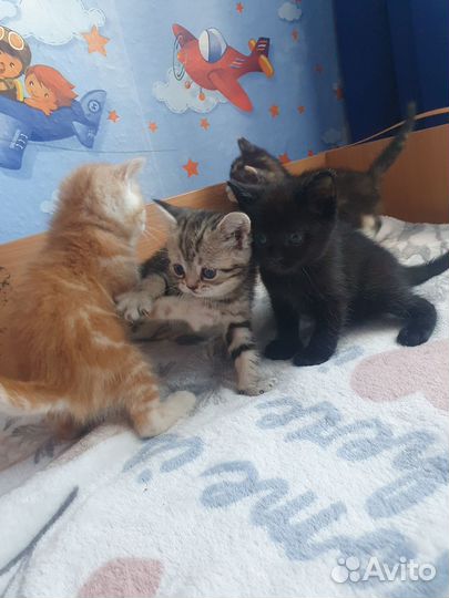 Отдам в добрые руки