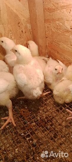 Подрощенные цыплята бройлера кобб-500