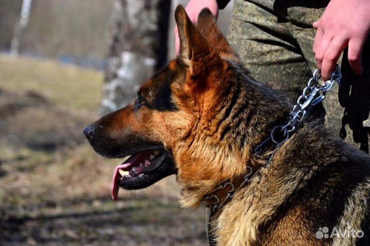 Щенки немецкой овчарки