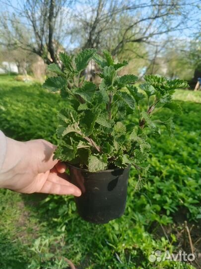 Мелисса трава