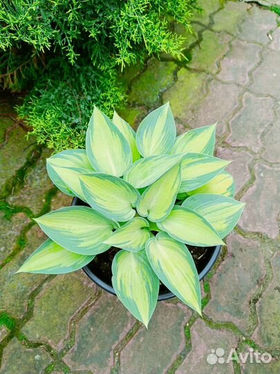 Хоста растение