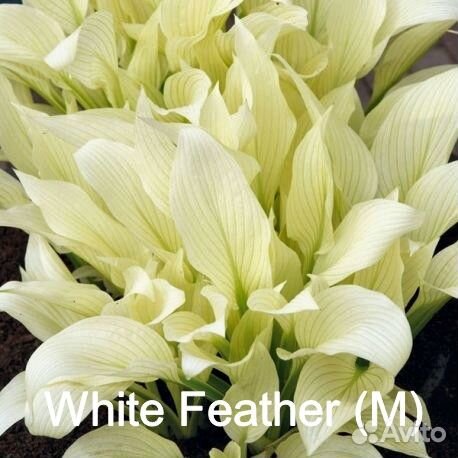 Хосты First Blush,Hands Up,White Feather,Broadway