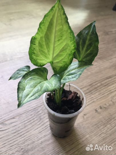 Сингониум сахарное сердце