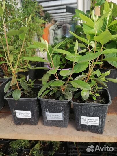 Саженцы рододендрона