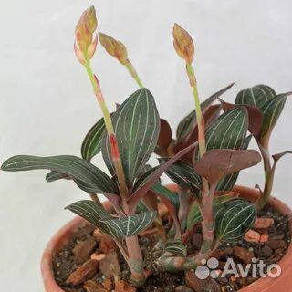 Орхидея лудизия