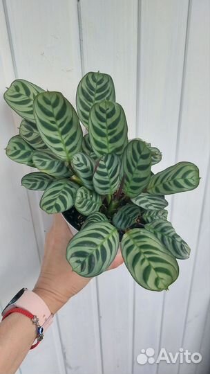 Ктенанта Бурле Маркси