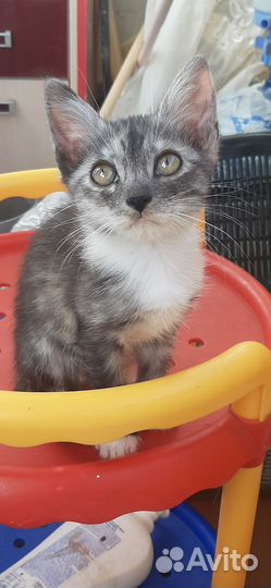 Кошка Котенок с черным носиком