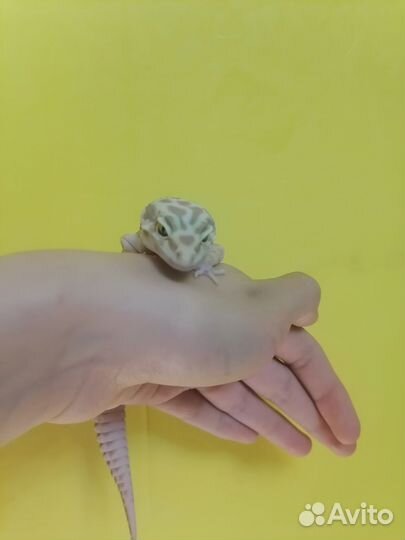 Геккон эублефар