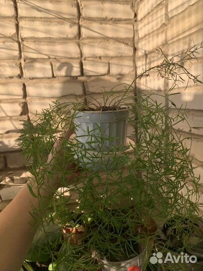 Комнатные растения