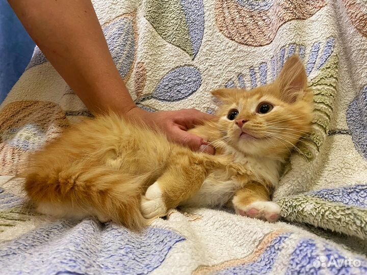 Рыжий котенок