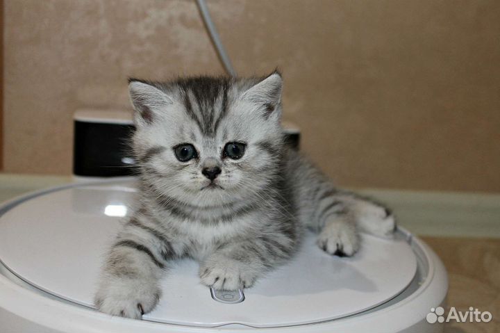 Шотландские вислоухие котята