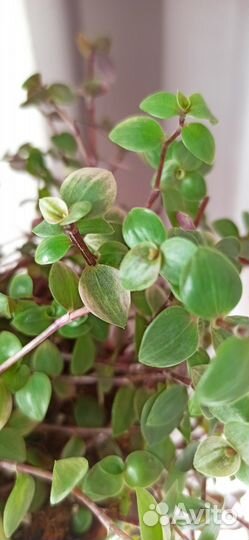 Каллизия крибо