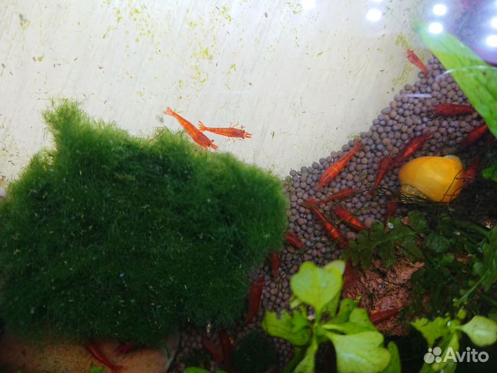 Креветки блю дрим, жёлтый неон. Кондиционер tetra