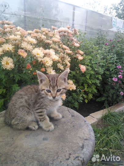 Кошка в дар