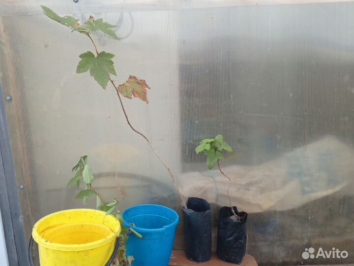 Саженцы смородины, крыжовника, жимолости