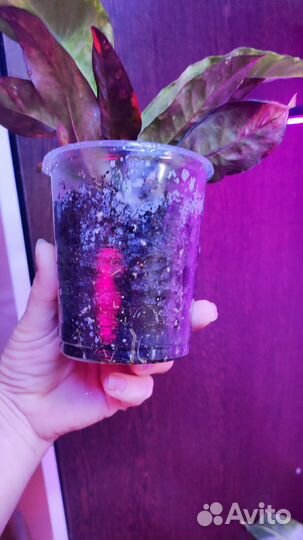 Кротон радуга