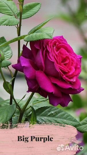 Саженцы роз опт и розница