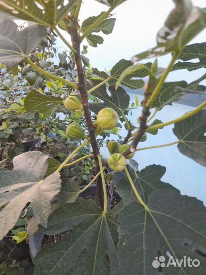 Инжир Паначче