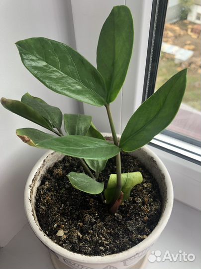 Замиокулькас