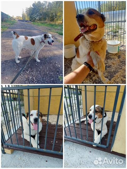 Собака в добрые руки