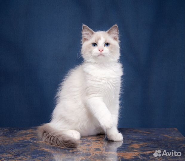 Котята рэгдолл