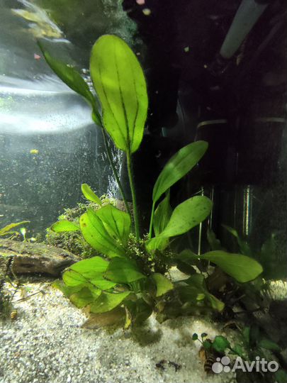 Аквариумные растения бесплатно