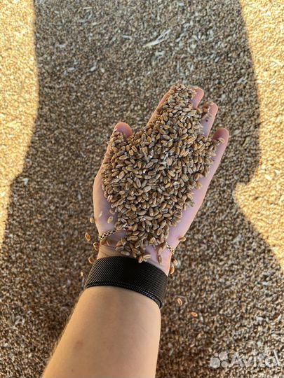 Зерно пшеница