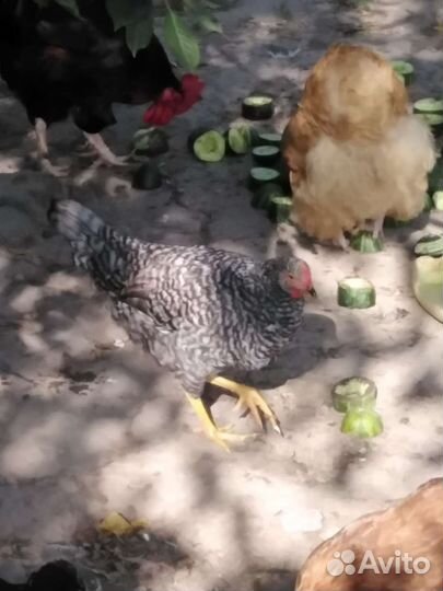 Молодые петушки