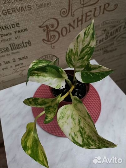 Сциндапсус золотой